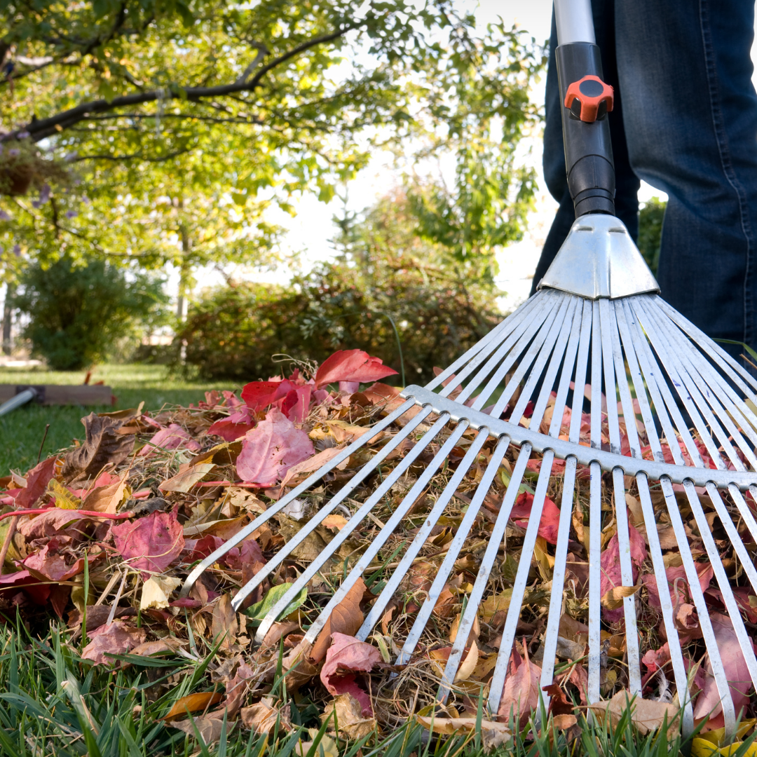A person raking colorful autumn leaves in a grassy area, surrounded by trees and greenery.